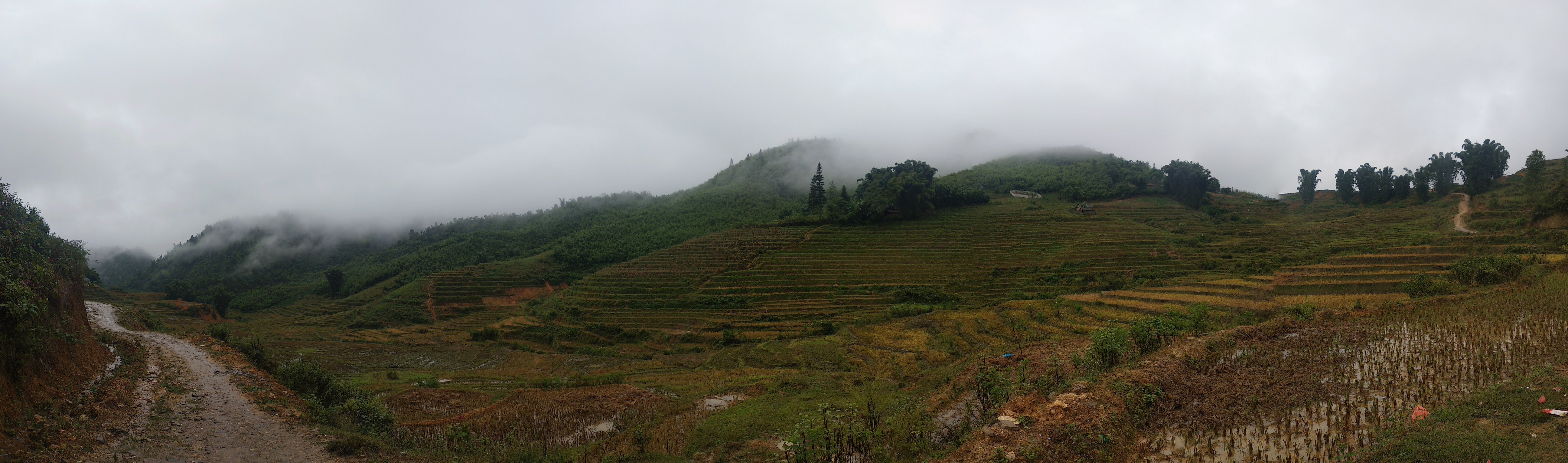 Panorama of Vietnamese stepped-farming hills